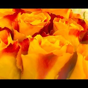 Meet your Posher, Brandy